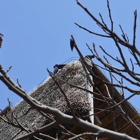 בית הארחה Vadu Cazare 3*