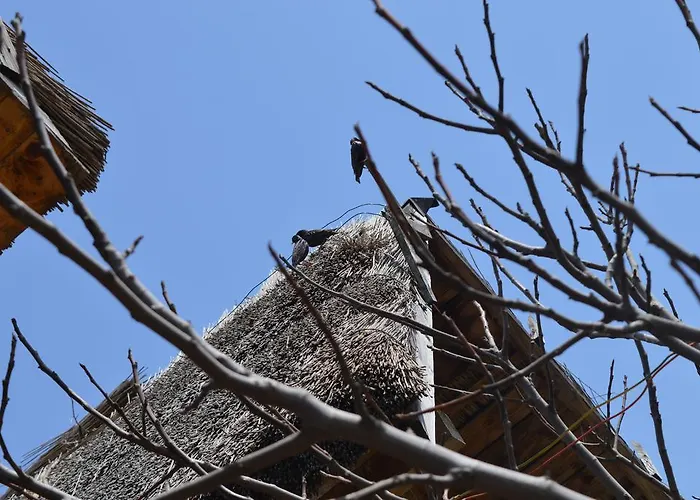 بيت ضيافة Cazare 3*